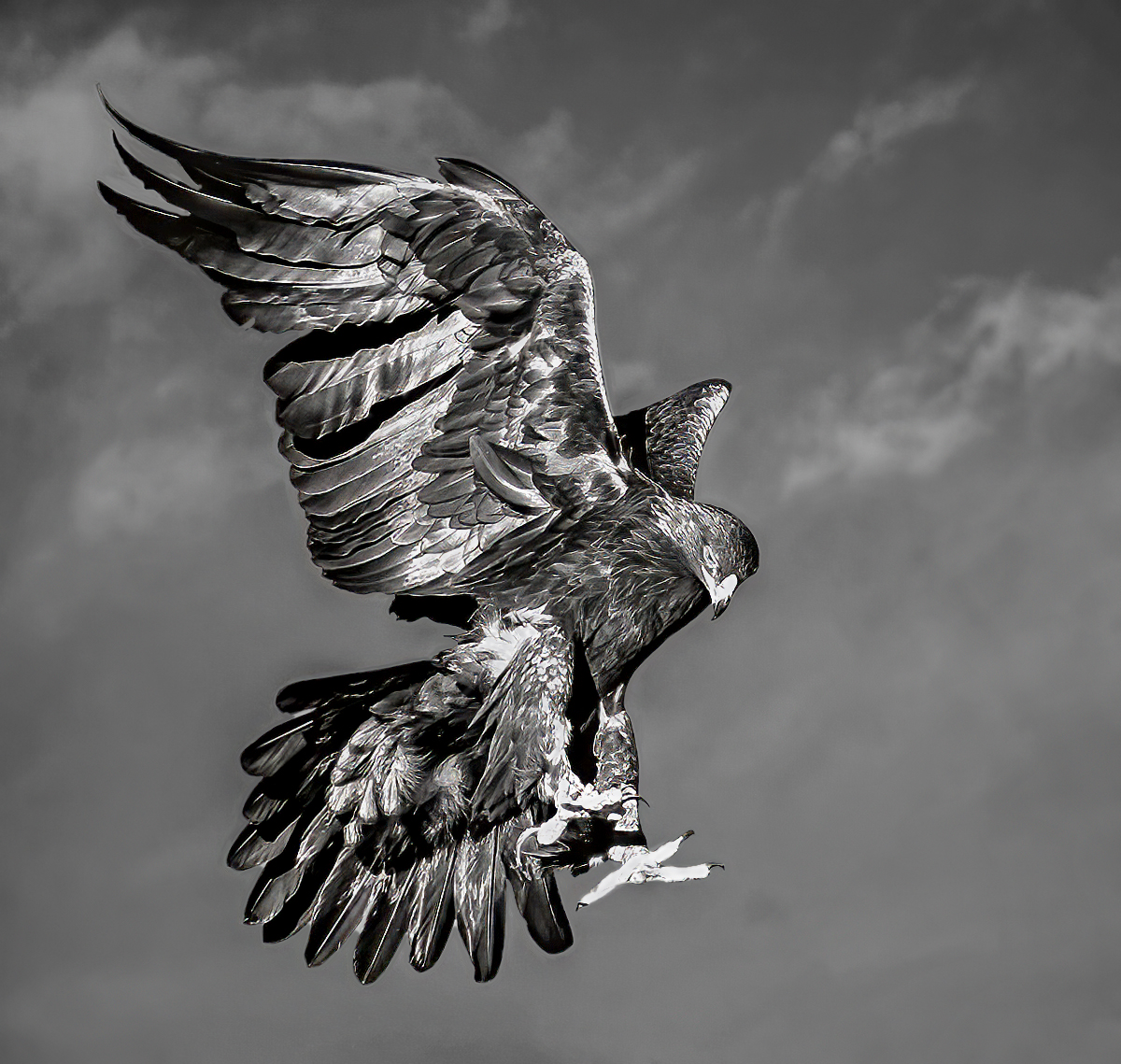 Forrest Marjorie Eagle landing Print   Mono   Class A 20260211